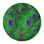 Peacock Feather magnets
