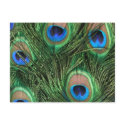 Peacock Feather Postcard
