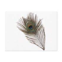 Peacock feather postcard