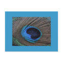 Peacock Feather Postcard