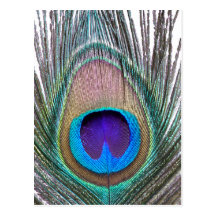 Peacock Feather Postcards