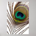Peacock feather posters