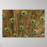 Peacock Feather Print