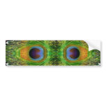 Peacock Feather Show bumper stickers