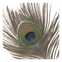 Peacock feather square square sticker