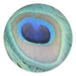 Peacock Feather Sticker