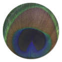 Peacock Feather stickers
