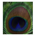 Peacock Feather t-shirts