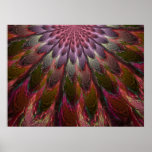 Peacock Feathers