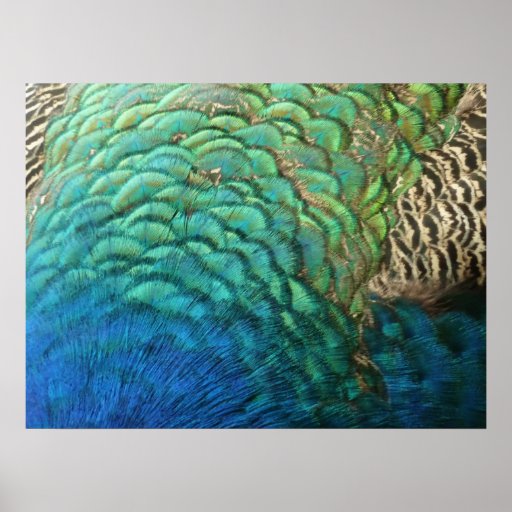 Peacock Feathers Abstract Nature Photography Print