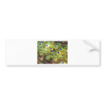 Peacock feathers. bumper stickers
