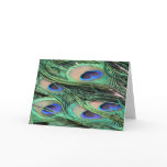 Peacock Feathers
