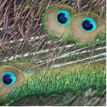 Peacock feathers close up peafowl design photo cut out