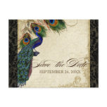 Peacock & Feathers Formal Save the Date Black Tan Postcard