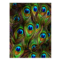 Peacock Feathers Invasion Postcard