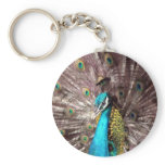 peacock feathers keychains