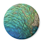 Peacock Feathers Nature Magnet