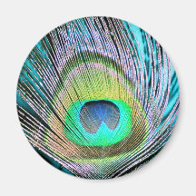 Peacock Feathers on turquoise Fridge Magnets