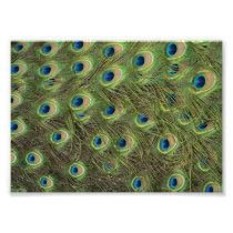Peacock Feathers Pattern Photograph
