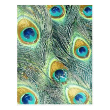 PEACOCK FEATHERS POST CARDS