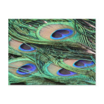 Peacock Feathers