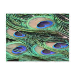 Peacock Feathers postcards