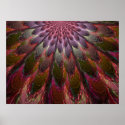 Peacock Feathers posters