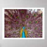 peacock feathers posters