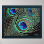 Peacock Feathers Print