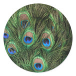 Peacock Feathers stickers