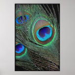 Peacock Feathers Vertical Poster