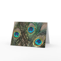 Peacock Feathers with Rocks