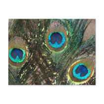 Peacock Feathers with Rocks