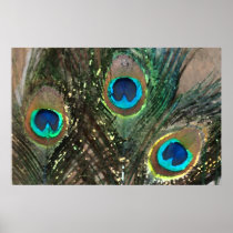 Peacock Feathers with Rocks