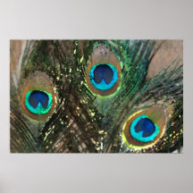 Peacock Feathers with Rocks Posters