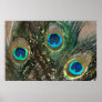 Peacock Feathers with Rocks