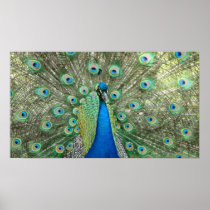 Peacock Framed Print