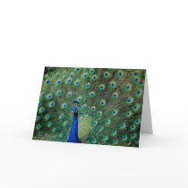 Peacock, greeting card