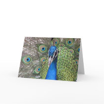 Peacock Greeting Card