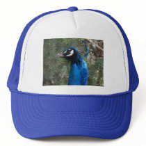 peacock head 2 hats