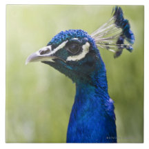 Peacock head ceramic tile