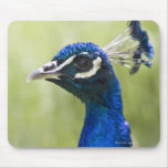 Peacock head mousepads