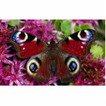Peacock, Inachis io, Dyfed, U.K. photo sculptures