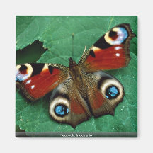 Peacock, Inachis io Magnets