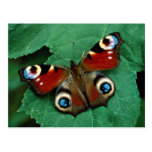 Peacock, Inachis io Post Cards