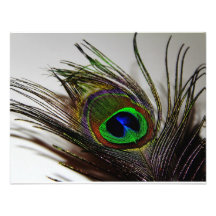Peacock Invitation