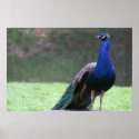 peacock large poster posters
