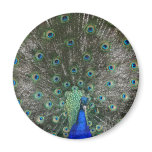 Peacock magnets