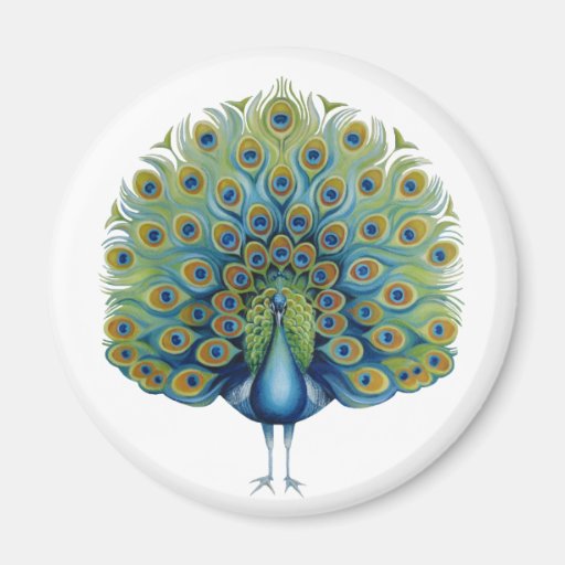 Peacock magnet