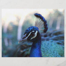 Peacock Male Headshot turned to the left Custom Flyer